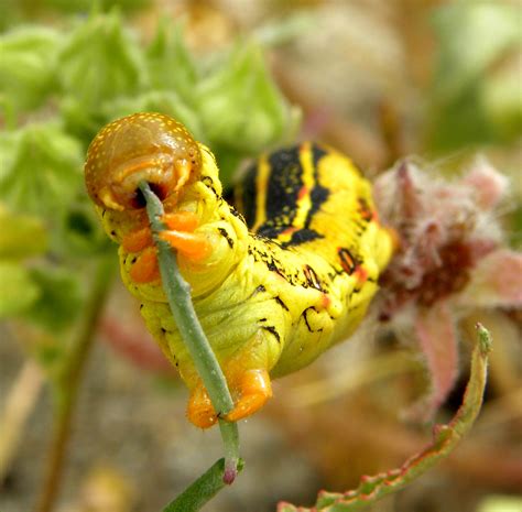 Welcome To Animal Cognizance Photographs Of Caterpillars