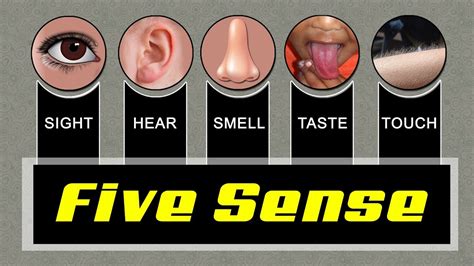 Sense Sense Organs Five Sense Organs Name For Kids Learning Youtube