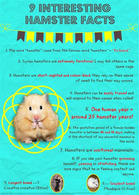 Pin By Haven Vets On Pet Care Tips Hamster Life Hamster