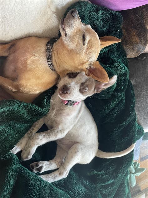 He Pretends To Hate Her But Always Cuddles 🥰 Rchihuahua