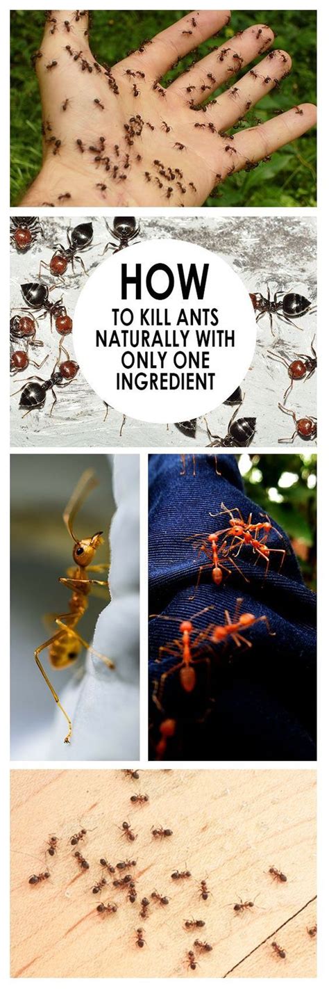 Check out our expert indoor ant killer reviews to choose the best natural ant deterrent solution for you. Pin on Outdoor Helps*