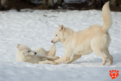 The Function Of Play Bows In Dog And Wolf Puppies