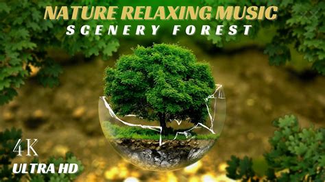 Relaxing Music Nature Relaxing Music Meditation Forest Sound Of