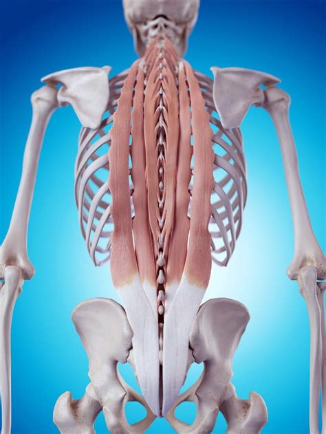 Iliocostalis All You Need To Know About Deep Back Muscle Naija Super