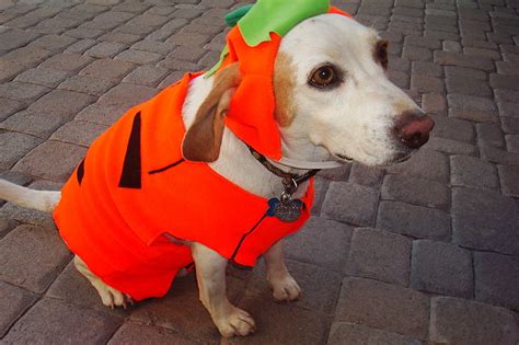 Royalty Free Photo Yellow Labrador Retriever Wearing Peterpan Costume