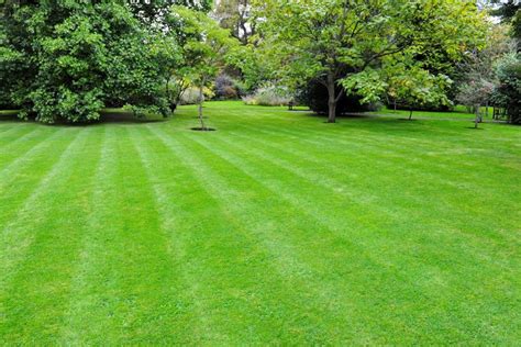 Most Popular Types Of Lawn Grass And 9 Tips On What Lawn Is Right For