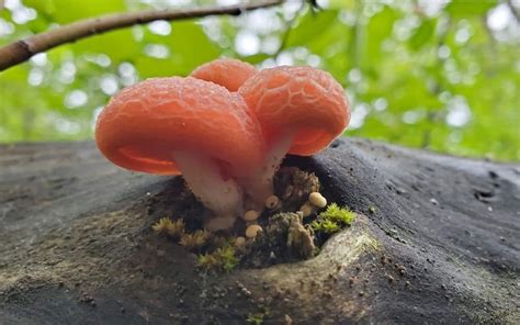 The Wrinkled Peach Mushroom (Rhodotus palmatus) - FreshCap Mushrooms