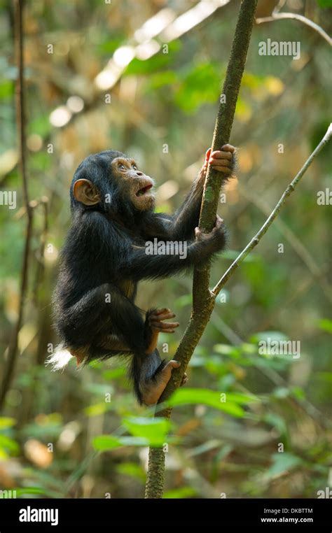 Baby Chimpanzee Playing In A Tree Pan Troglodytes Mahale Mountains
