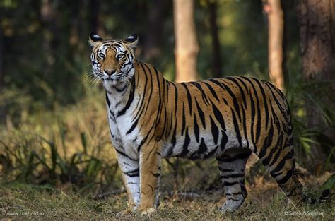 Tigers Of Bandhavgarh Spotty Photostory Series On Popular Tigers