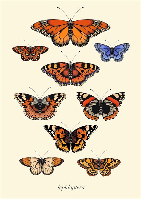 Antique British Butterflies Fine Art Print Emily Carter In 2020