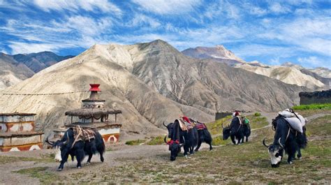 Dolpo Dho Tarap Valley Wonders Of Nepal Best Travel Blog