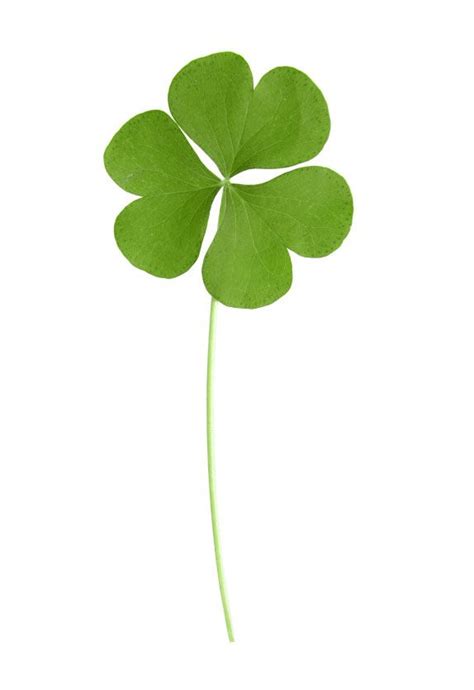 Green Clover Leaf Stock Photo Image Of Plant Hope Lucky 39454188 Artofit