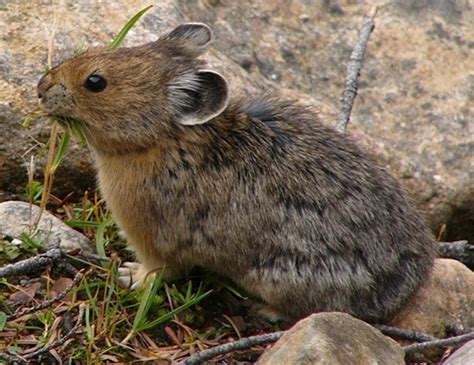 Northern Pika Life Expectancy