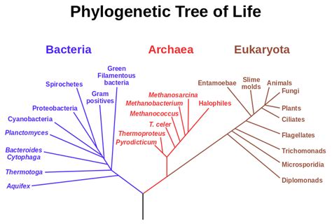 Three Domain System Phylogenetic Tree Easybiologyclass