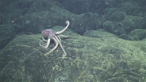 Largest Deep Sea Octopus Nursery Discovered Realclearscience
