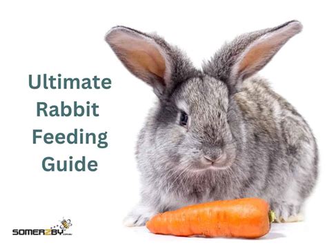 Ultimate Rabbit Feeding Guide Nutrition And Diet Tips