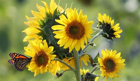 _ nah itu tadi beberapa jenis tumbuhan dan nama ilmiah atau nama latinnya. Jenis Bunga Matahari Tercantik Lengkap Dengan ...