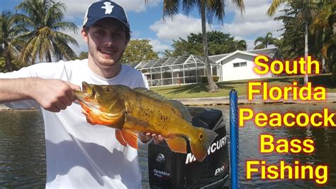 South Florida Peacock Bass Fishing Youtube