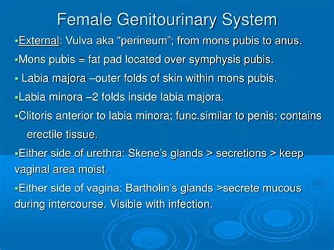 Ppt Female Genitourinary System Powerpoint Presentation Free