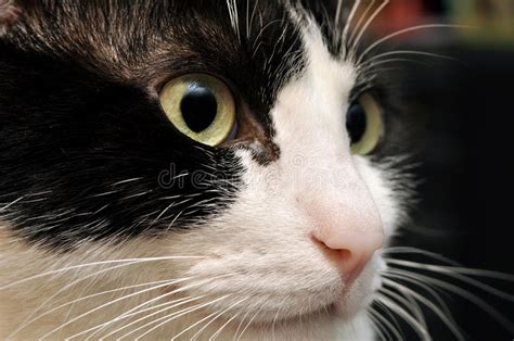 cute cat face stock image image  furry black nose