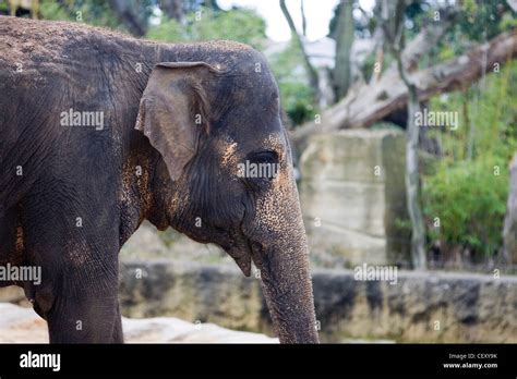 Asian Elephant in Captivity Elephas maximus Stock Photo - Alamy
