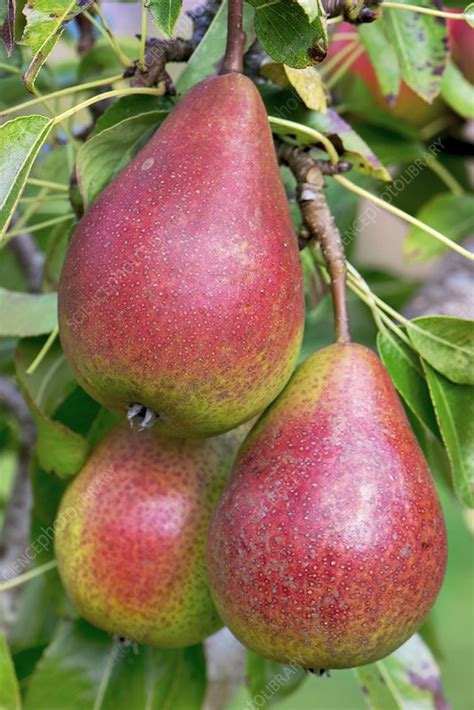 Pear Pyrus Communis Doyenne Dete In Fruit Stock Image C048