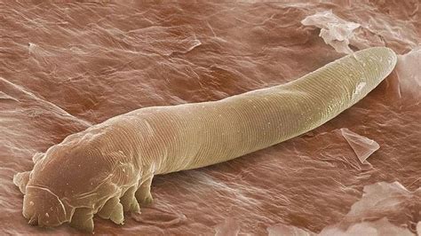 Microscopic Mites That Have Sex On Our Faces At Night Could Face Evolutionary Oblivion Say