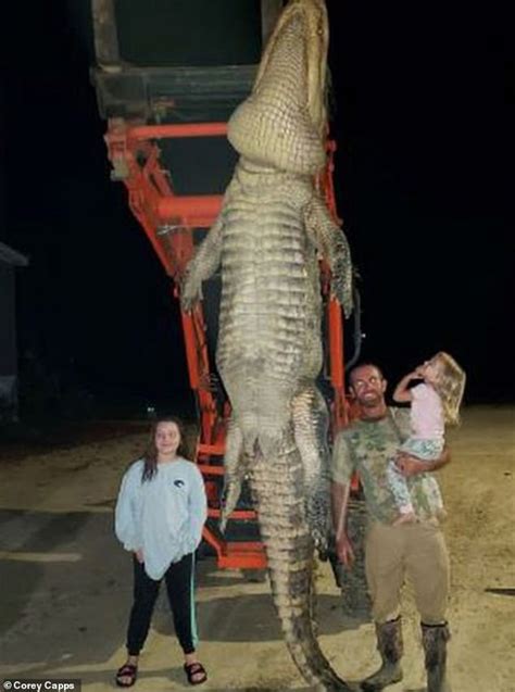Florida Fisherman Catches Whopping 13 Foot 1000 Pound Alligator He