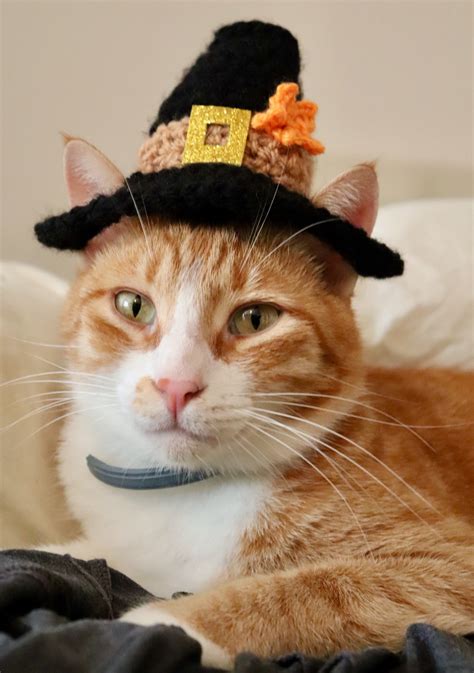 Thanksgiving Pilgrim Hat For Cats Colonial Pilgrim Cat Hat Etsy