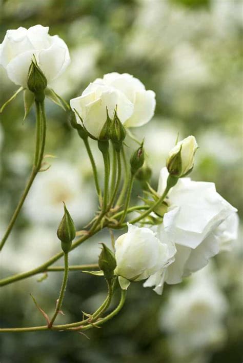 Una guida alle piante da coltivare per avere sempre fiori edibili a portata di mano per le nostre ricette! Fiori Simili Alle Rose - Rosa Consigli Coltivazione E Cura ...