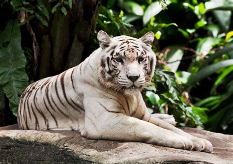 Über 8.000 markenprodukte aus den bereichen tierbedarf, tierfutter und tierzubehör ᐅ zooplus magazin ᐅ versandkostenfrei ab 29 euro ᐅ schnelle lieferung! Cebu Air Travel & Tours Pte Ltd | Singapore Zoo with Tram Ride