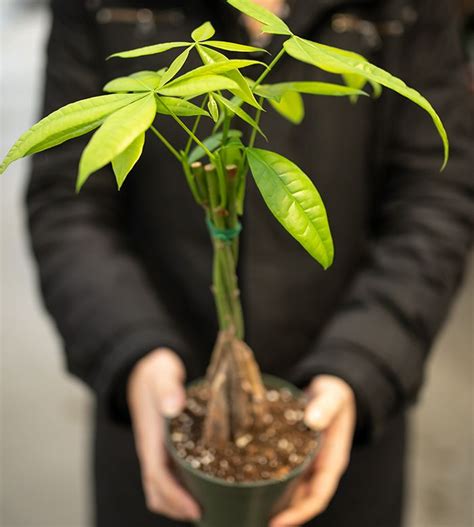 Temperatures in the room should remain between 65 °f to 85 °f, never below 55 °f. Money Tree Plant Care Tips in 2020 | Money tree plant, Money tree plant care, Plants
