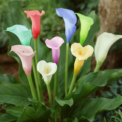 Artificial plants offer a great solution for hassle free décor. Calla Lily Potted Balcony Plant Calla Can Radiation ...
