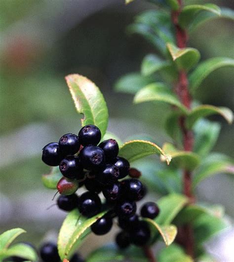 Evergreen Huckleberry Vaccinium Ovatum