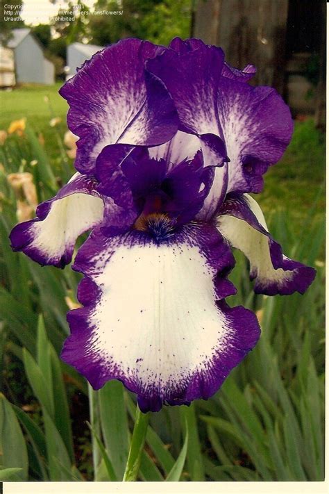 Plantfiles Pictures Tall Bearded Iris Stepping Out 1 By Fransflowers