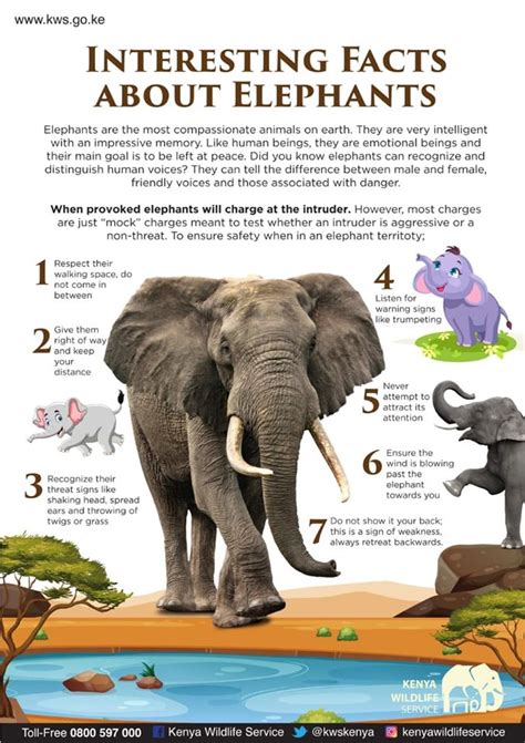 Top 10 Fun Facts About Elephants Youtube - vrogue.co