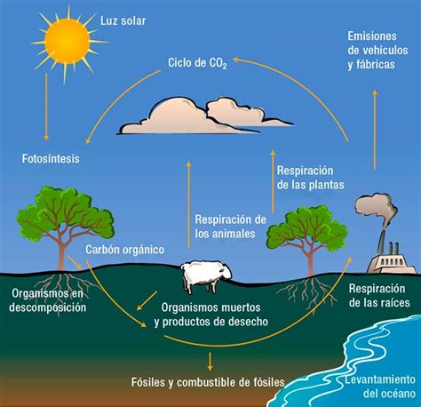 El Ciclo Del Carbono O Ciclo Biogeoquímico Del Carbono ♻️ Greenteach