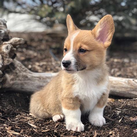 Puppies Now Available The Official Site Of Rocky Mountain Corgis