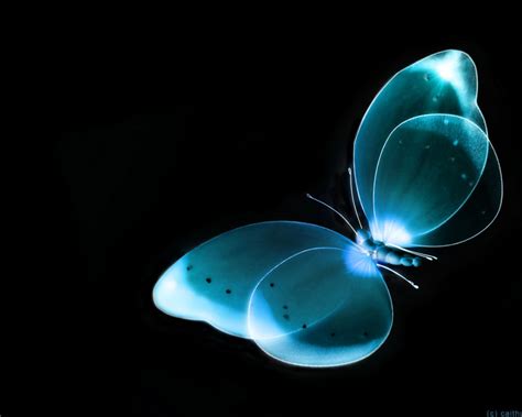 Imagem de Fundo - Borboleta azul em fundo preto | Imagens de Fundo