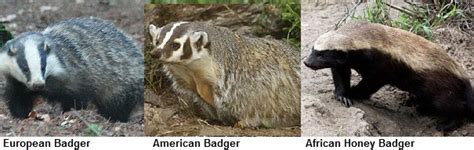 Badger Facts Animal Facts Encyclopedia