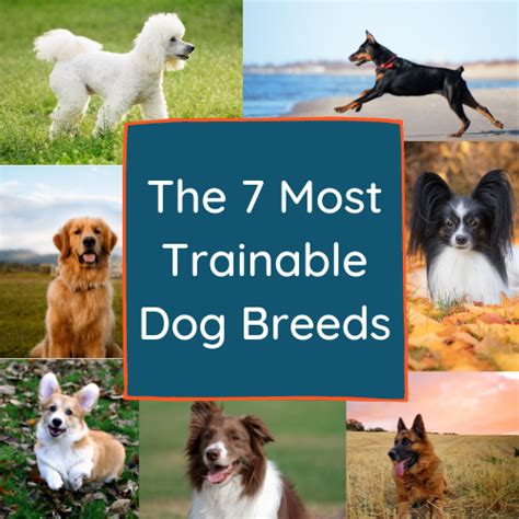 The 7 Most Trainable Dog Breeds Spiritdog Training