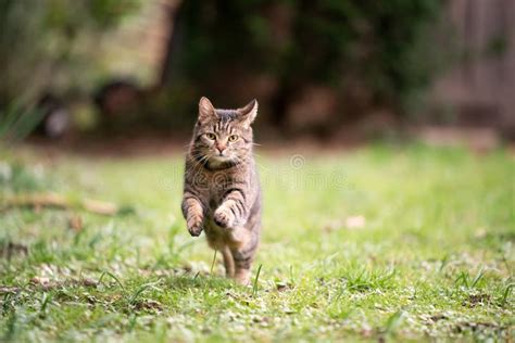 Tabby Cat Fun Running On Green Meadow In Sunny Summer Day Stock Image