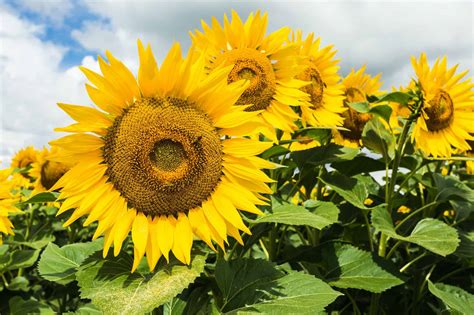 These cheerful flowers are considered to be low maintenance, needing lots of sunlight along. 11 Flowers That Bloom All Summer Long | Un Assaggio