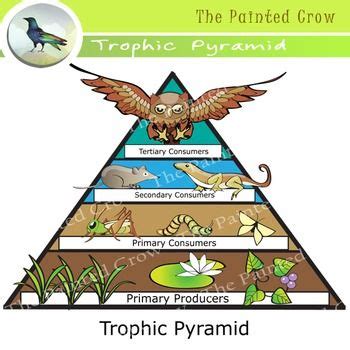 Producers are any kind of green plant. Free Energy Pyramid Cliparts, Download Free Energy Pyramid ...