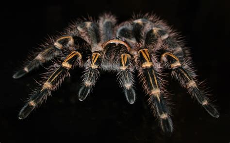 Free Images Fauna Invertebrate Close Up Arachnid Exotic