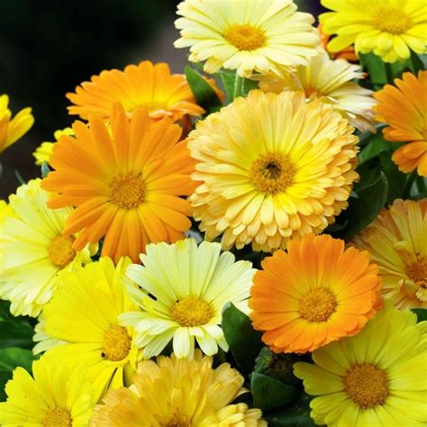 Plants and flowers food and eating. Jual Bibit Bunga English Marigold di lapak kebunbibit ...