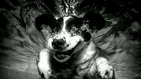 Underwater Dog Photos Creative Pet Photography