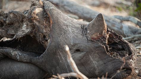 Rhino Poaching Worsens In South Africa Asi