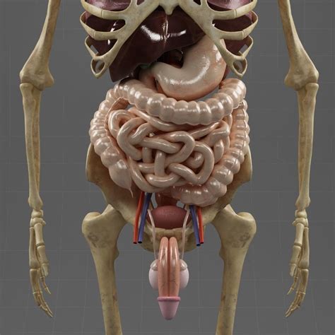 Anatomy Internal Organs Male 3d Model Cgtrader