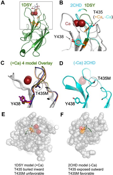 Structural Modeling Of Perforin Missense Mutations In The C2 Domain